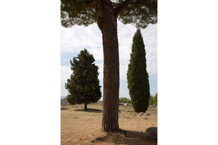 Paestum