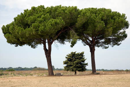 Paestum
