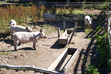 27-07-2008: Frilandsmuseet
