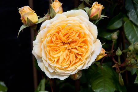 Rose i Svaneke